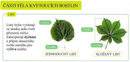 Části rostlin - list 